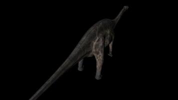 Dicraeosaurus Dinosaur in Rotation on Black Background from above video