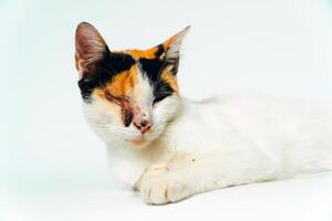 A 2 year old adult domestic cat with a wound over its right eye is relaxing on a white background. Close up image of a white cat with a pattern that is posing lazily and looks very relaxed and cute photo