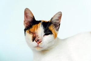 A 2 year old adult domestic cat with a wound over its right eye is relaxing on a white background. Close up image of a white cat with a pattern that is posing lazily and looks very relaxed and cute photo