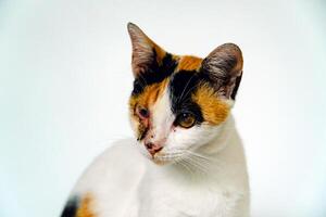 A 2 year old adult domestic cat with a wound over its right eye is relaxing on a white background. Close up image of a white cat with a pattern that is posing lazily and looks very relaxed and cute photo