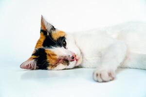 A 2 year old adult domestic cat with a wound over its right eye is relaxing on a white background. Close up image of a white cat with a pattern that is posing lazily and looks very relaxed and cute photo