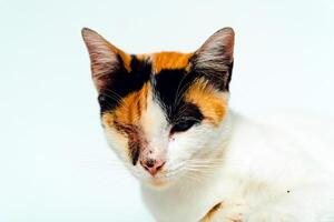 A 2 year old adult domestic cat with a wound over its right eye is relaxing on a white background. Close up image of a white cat with a pattern that is posing lazily and looks very relaxed and cute photo