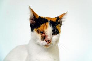 A 2 year old adult domestic cat with a wound over its right eye is relaxing on a white background. Close up image of a white cat with a pattern that is posing lazily and looks very relaxed and cute photo