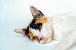 A 2 year old adult domestic cat with a wound over its right eye is relaxing on a white background. Close up image of a white cat with a pattern that is posing lazily and looks very relaxed and cute photo