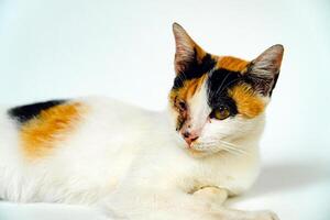 A 2 year old adult domestic cat with a wound over its right eye is relaxing on a white background. Close up image of a white cat with a pattern that is posing lazily and looks very relaxed and cute photo