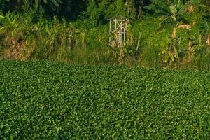 Green leaf water hyacinth plants floating and moving on the surface of the water in a wide canal. The water hyacinth plants are so numerous that they almost cover the entire surface of the water canal photo