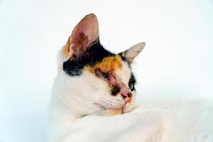 A 2 year old adult domestic cat with a wound over its right eye is relaxing on a white background. Close up image of a white cat with a pattern that is posing lazily and looks very relaxed and cute photo