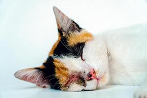 A 2 year old adult domestic cat with a wound over its right eye is relaxing on a white background. Close up image of a white cat with a pattern that is posing lazily and looks very relaxed and cute photo