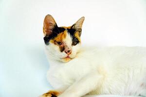 A 2 year old adult domestic cat with a wound over its right eye is relaxing on a white background. Close up image of a white cat with a pattern that is posing lazily and looks very relaxed and cute photo