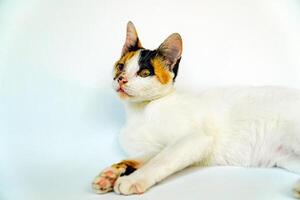 A 2 year old adult domestic cat with a wound over its right eye is relaxing on a white background. Close up image of a white cat with a pattern that is posing lazily and looks very relaxed and cute photo