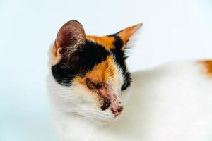 A 2 year old adult domestic cat with a wound over its right eye is relaxing on a white background. Close up image of a white cat with a pattern that is posing lazily and looks very relaxed and cute photo