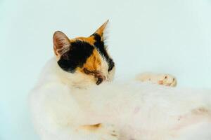 A 2 year old adult domestic cat with a wound over its right eye is relaxing on a white background. Close up image of a white cat with a pattern that is posing lazily and looks very relaxed and cute photo
