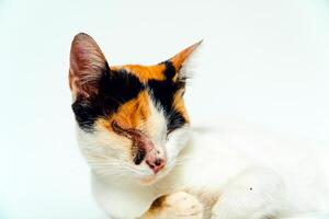 A 2 year old adult domestic cat with a wound over its right eye is relaxing on a white background. Close up image of a white cat with a pattern that is posing lazily and looks very relaxed and cute photo