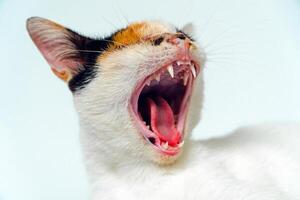 A 2 year old adult domestic cat with a wound over its right eye is relaxing on a white background. Close up image of a white cat with a pattern that is posing lazily and looks very relaxed and cute photo