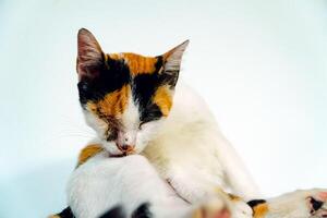 A 2 year old adult domestic cat with a wound over its right eye is relaxing on a white background. Close up image of a white cat with a pattern that is posing lazily and looks very relaxed and cute photo