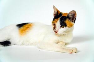 A 2 year old adult domestic cat with a wound over its right eye is relaxing on a white background. Close up image of a white cat with a pattern that is posing lazily and looks very relaxed and cute photo