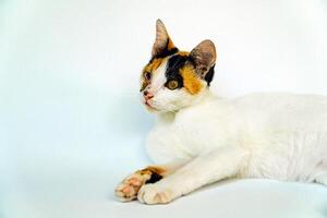 A 2 year old adult domestic cat with a wound over its right eye is relaxing on a white background. Close up image of a white cat with a pattern that is posing lazily and looks very relaxed and cute photo