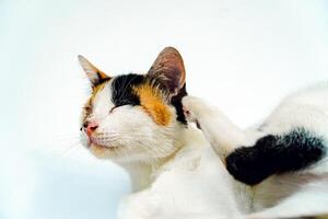 A 2 year old adult domestic cat with a wound over its right eye is relaxing on a white background. Close up image of a white cat with a pattern that is posing lazily and looks very relaxed and cute photo