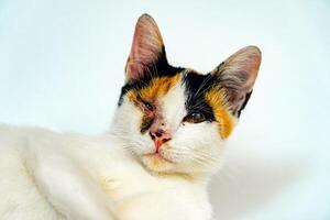 A 2 year old adult domestic cat with a wound over its right eye is relaxing on a white background. Close up image of a white cat with a pattern that is posing lazily and looks very relaxed and cute photo
