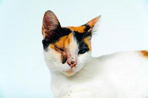 A 2 year old adult domestic cat with a wound over its right eye is relaxing on a white background. Close up image of a white cat with a pattern that is posing lazily and looks very relaxed and cute photo