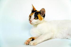 A 2 year old adult domestic cat with a wound over its right eye is relaxing on a white background. Close up image of a white cat with a pattern that is posing lazily and looks very relaxed and cute photo