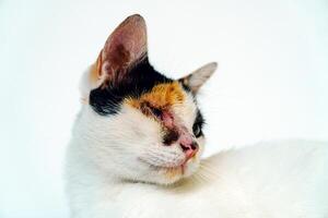 A 2 year old adult domestic cat with a wound over its right eye is relaxing on a white background. Close up image of a white cat with a pattern that is posing lazily and looks very relaxed and cute photo