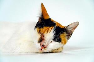 A 2 year old adult domestic cat with a wound over its right eye is relaxing on a white background. Close up image of a white cat with a pattern that is posing lazily and looks very relaxed and cute photo