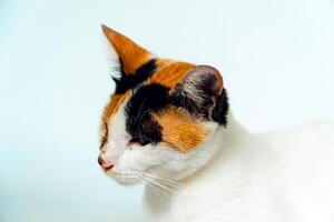 A 2 year old adult domestic cat with a wound over its right eye is relaxing on a white background. Close up image of a white cat with a pattern that is posing lazily and looks very relaxed and cute photo