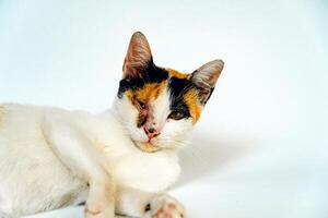 A 2 year old adult domestic cat with a wound over its right eye is relaxing on a white background. Close up image of a white cat with a pattern that is posing lazily and looks very relaxed and cute photo