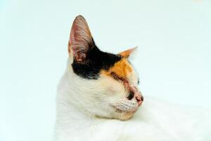 A 2 year old adult domestic cat with a wound over its right eye is relaxing on a white background. Close up image of a white cat with a pattern that is posing lazily and looks very relaxed and cute photo