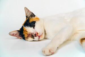 A 2 year old adult domestic cat with a wound over its right eye is relaxing on a white background. Close up image of a white cat with a pattern that is posing lazily and looks very relaxed and cute photo