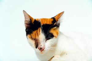 A 2 year old adult domestic cat with a wound over its right eye is relaxing on a white background. Close up image of a white cat with a pattern that is posing lazily and looks very relaxed and cute photo