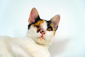A 2 year old adult domestic cat with a wound over its right eye is relaxing on a white background. Close up image of a white cat with a pattern that is posing lazily and looks very relaxed and cute photo