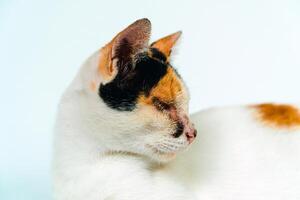 A 2 year old adult domestic cat with a wound over its right eye is relaxing on a white background. Close up image of a white cat with a pattern that is posing lazily and looks very relaxed and cute photo