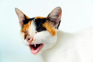 A 2 year old adult domestic cat with a wound over its right eye is relaxing on a white background. Close up image of a white cat with a pattern that is posing lazily and looks very relaxed and cute photo