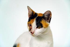 A 2 year old adult domestic cat with a wound over its right eye is relaxing on a white background. Close up image of a white cat with a pattern that is posing lazily and looks very relaxed and cute photo