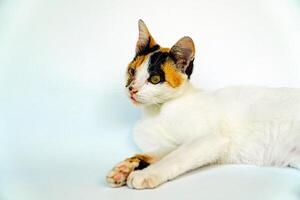 A 2 year old adult domestic cat with a wound over its right eye is relaxing on a white background. Close up image of a white cat with a pattern that is posing lazily and looks very relaxed and cute photo