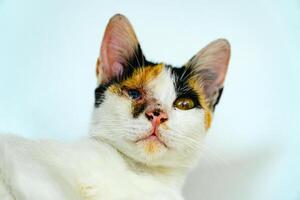 A 2 year old adult domestic cat with a wound over its right eye is relaxing on a white background. Close up image of a white cat with a pattern that is posing lazily and looks very relaxed and cute photo