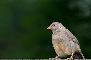 Close-up of Jungle Babbler perching on wood photo