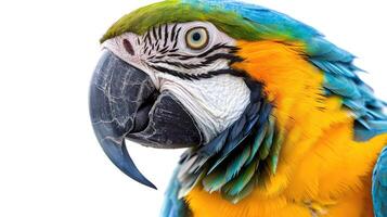 Parrot with colorful feathers in profile view against white background. photo