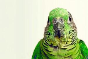 Parrot with colorful feathers in profile view against white background. photo