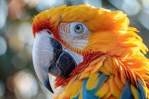 Parrot with colorful feathers in profile view against background. photo