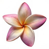 Realistic High Quality Beautiful Flower Isolated photo