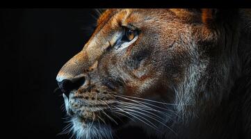 Magnificent lion gazing into the distance in profile against black background. photo