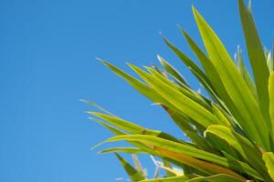 palm trees on the background on sky background photo