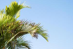 palm trees on the background on sky background photo