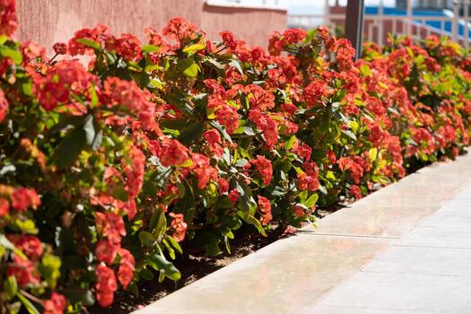 Euphorbia milii plant in outdoor garden photo