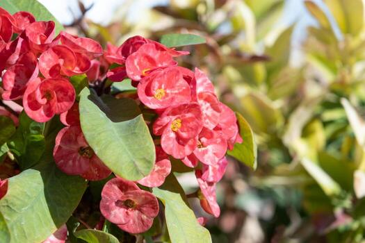 Euphorbia milii in outdoor garden photo