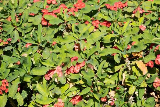 Euphorbia milii in outdoor garden photo