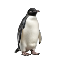 a penguin standing on a transparent background png